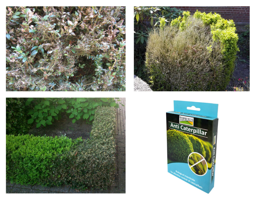 Box Tree Moth Boxwood product 