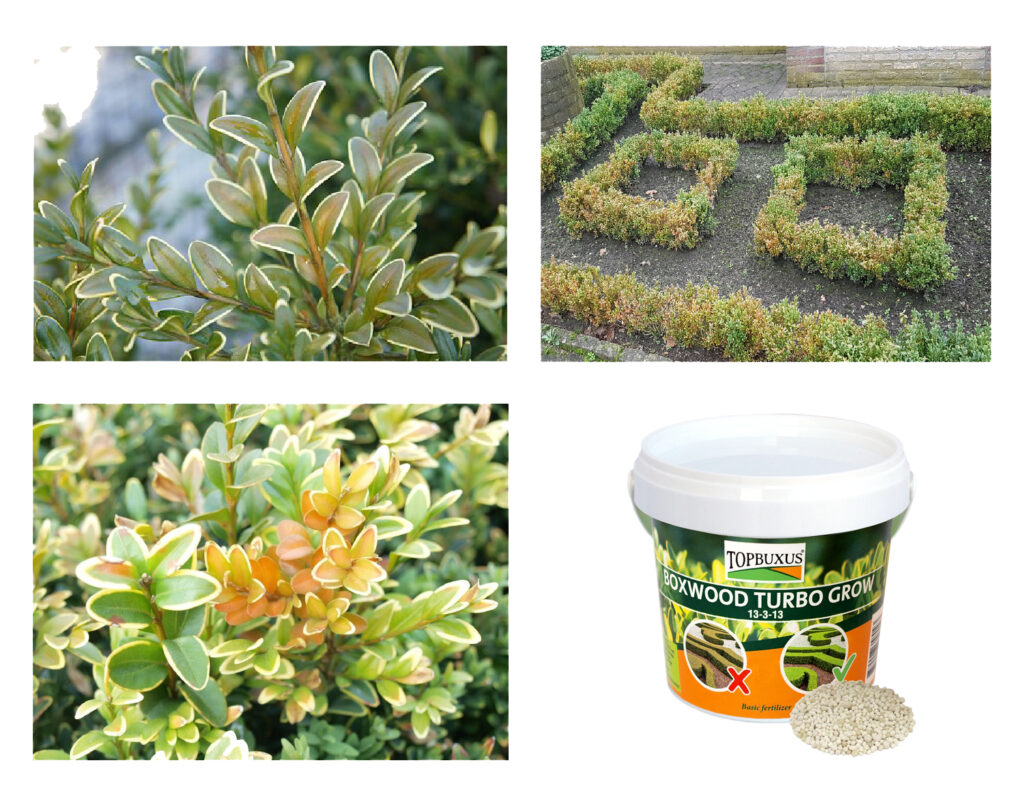 Turbo Grow Boxwood Fertilizer