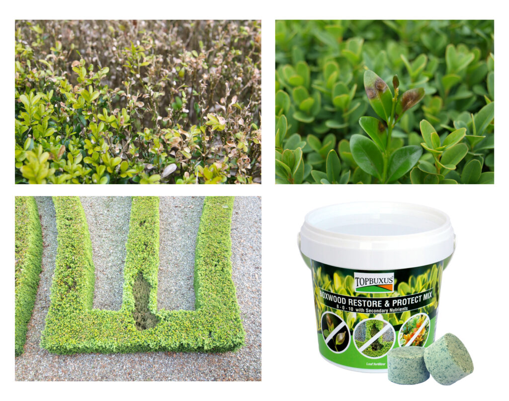 Boxwood blight product